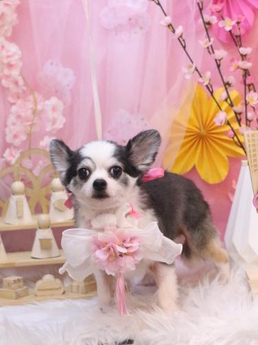 20250326レイくん